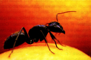 Горные муравьи (Polyrhachis vicina Roger)